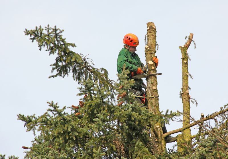 Local Tree Trimming pros at work