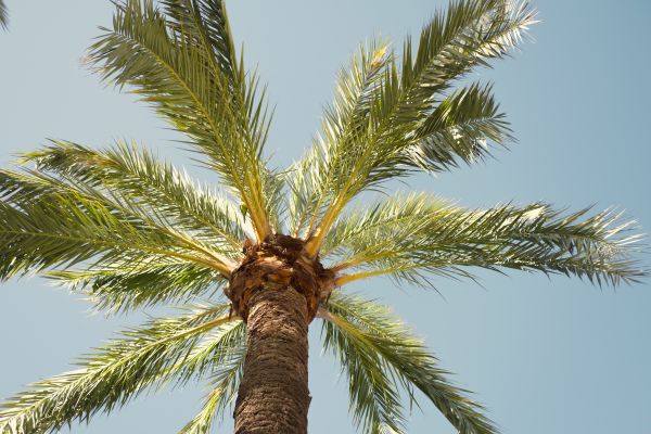 Palm Tree Pruning in Lexington