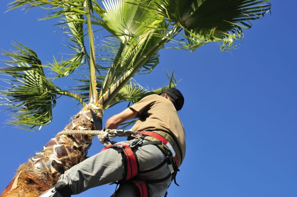 Palm Tree Trimming in Lexington