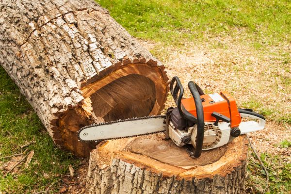 Tree Cutting Service in Lexington