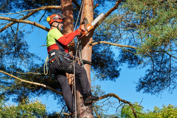 Tree Service in Lexington