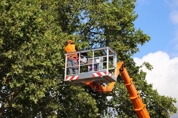 Commercial Tree Service in Lexington