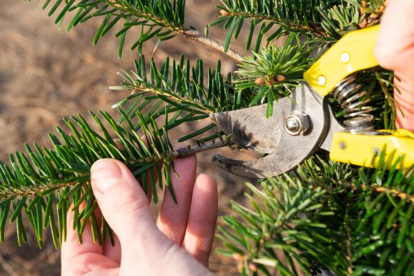 Pine Tree Pruning in Lexington