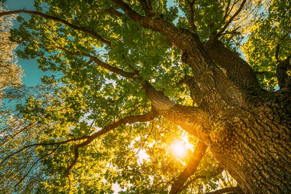 Oak Tree Pruning in Lexington