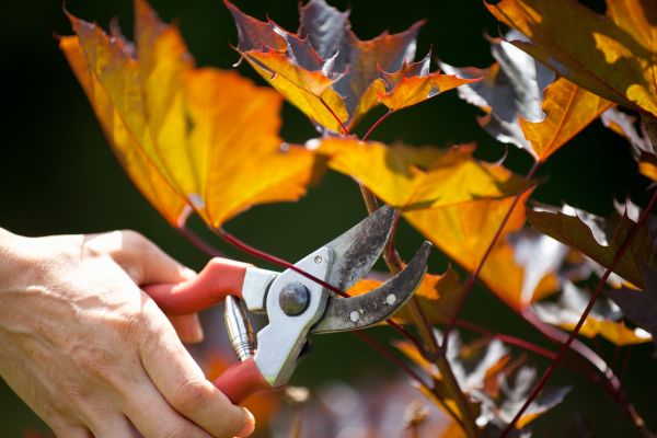 Maple Tree Pruning in Lexington