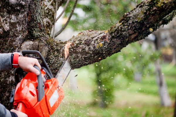 Tree Limbs Removal in Lexington