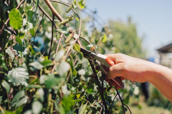 Birch Tree Pruning in Lexington