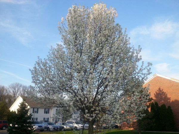 Bradford Pear Tree Pruning in Lexington