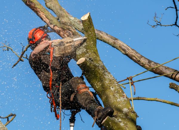 Tree Trimming Service in Lexington