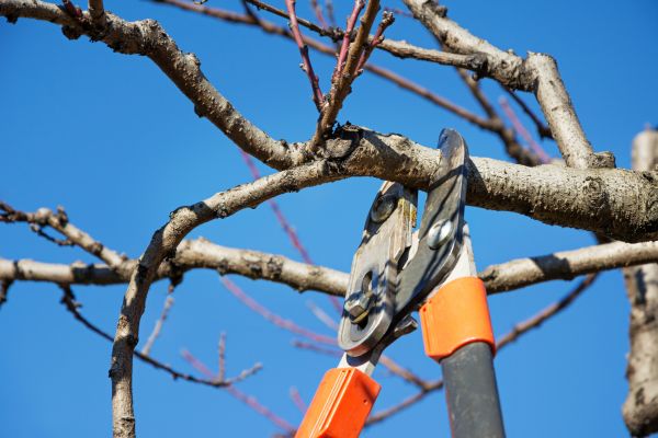 Tree Pruning in Lexington