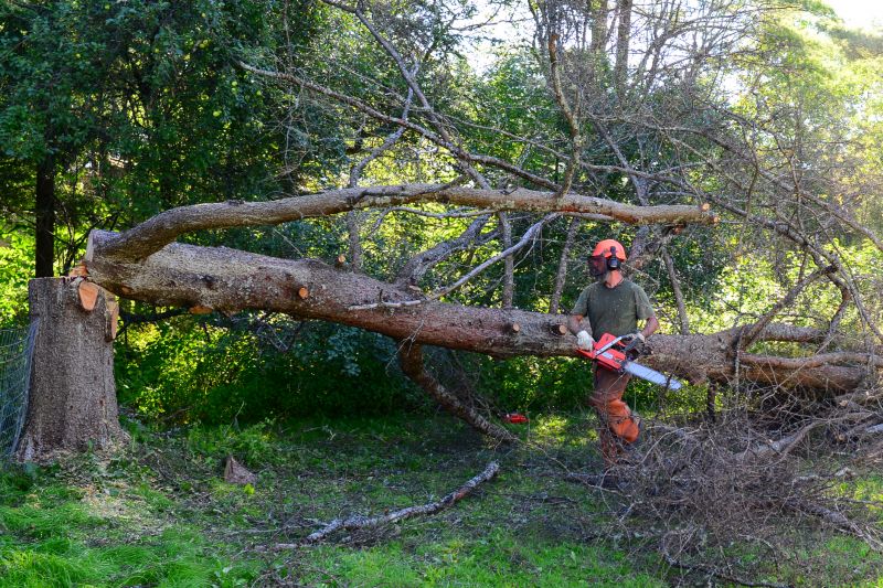 Fallen Tree on Residential Property