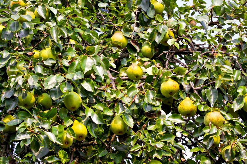 Pear Tree Pruning