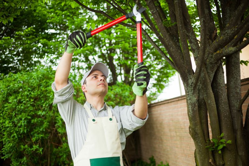 Young Tree Trimming
