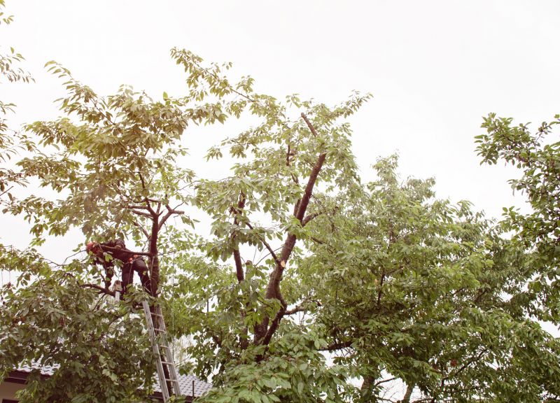 Seasonal Tree Maintenance