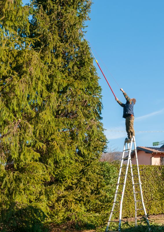 Tree Maintenance Plans